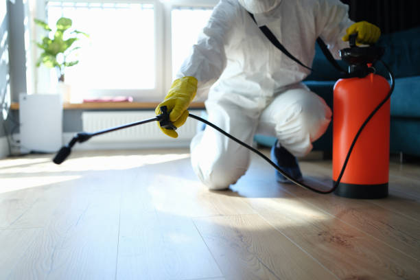 Best Local Pest Control Services  in Hemet, CA