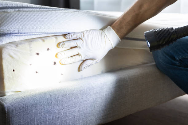 Best Pest Control for Homes  in Hemet, CA